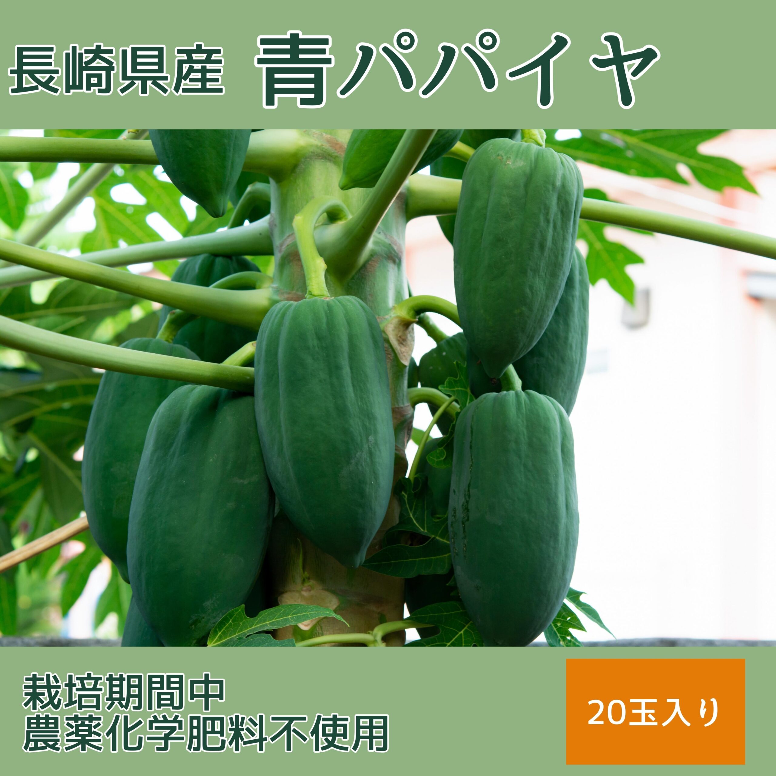 新鮮✴️安心青パパイア - 野菜