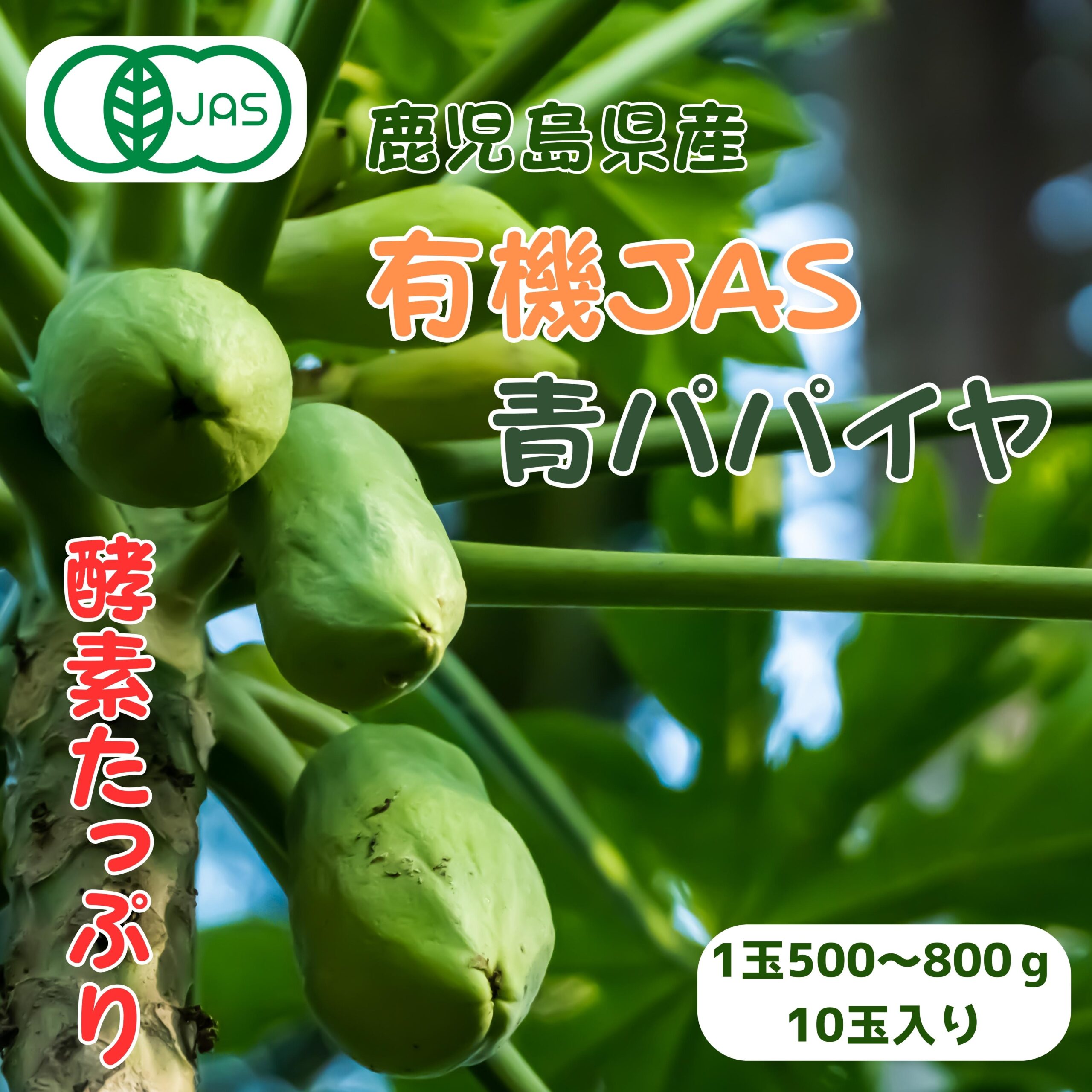 鹿児島県産 青パパイヤ『超大玉サイズ‼️ 現品限り‼️』食品 - 野菜